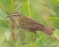 /album/my-local-birding-gallery/sedge-warbler-jpg/